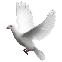 22 white flying pigeon png image thumb